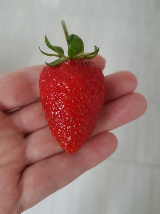 Продам рассаду клубники