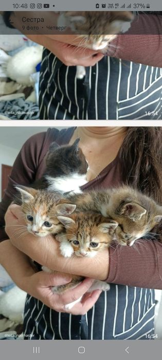 Одам котят в хорошие добрые руки