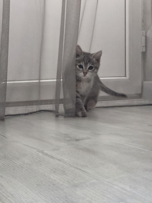Котёнок в хорошие руки ( девочка)