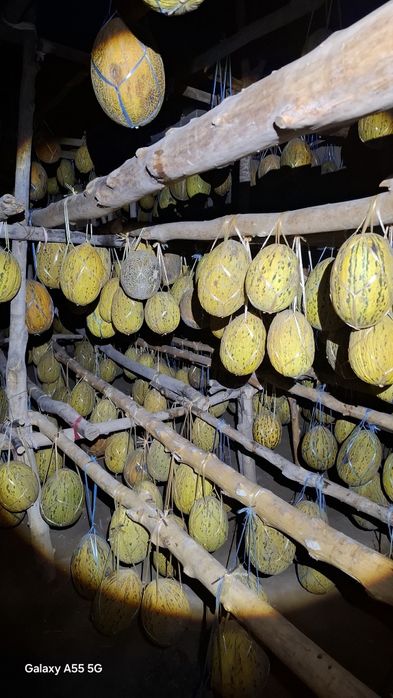 Ковун - торвузлар