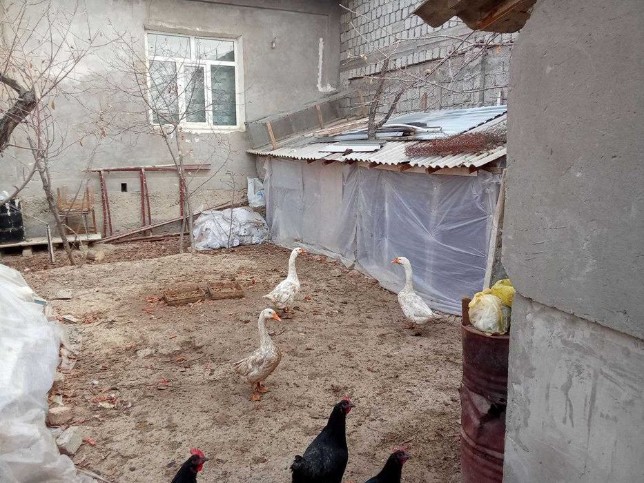 G'ozlar Sotiladi Продаётся гусы