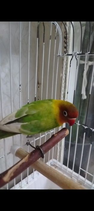 Продам попугая Неразлучника