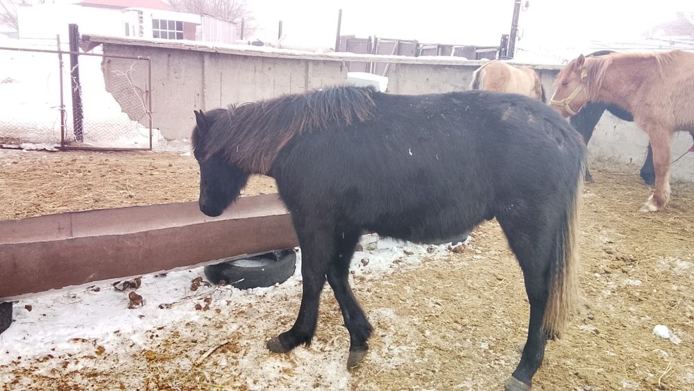 2024 жылдың еркек тай сатылады