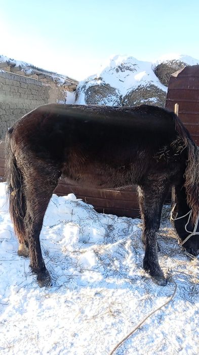 Тай-кунан обученый