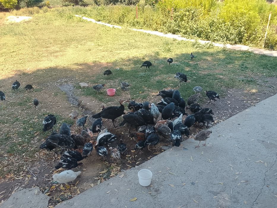 Продам продам продам