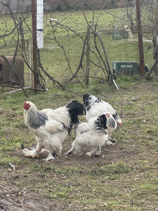 Vand oua pentru incubat rasa Brahma, Wiandotte si Austrolop