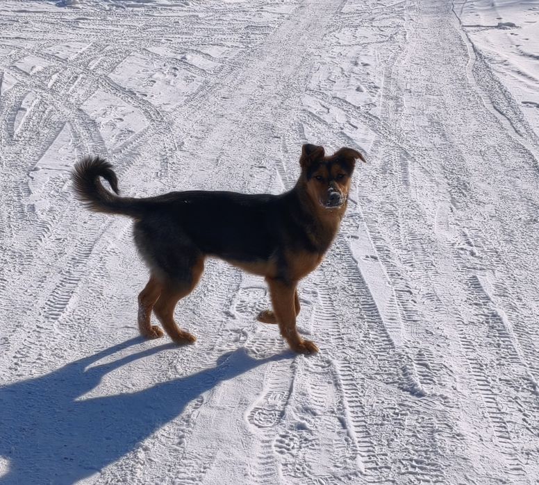 Щенок девочка в добрые руки