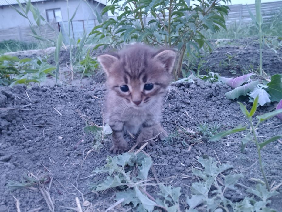Отдам красивых в добрые руки