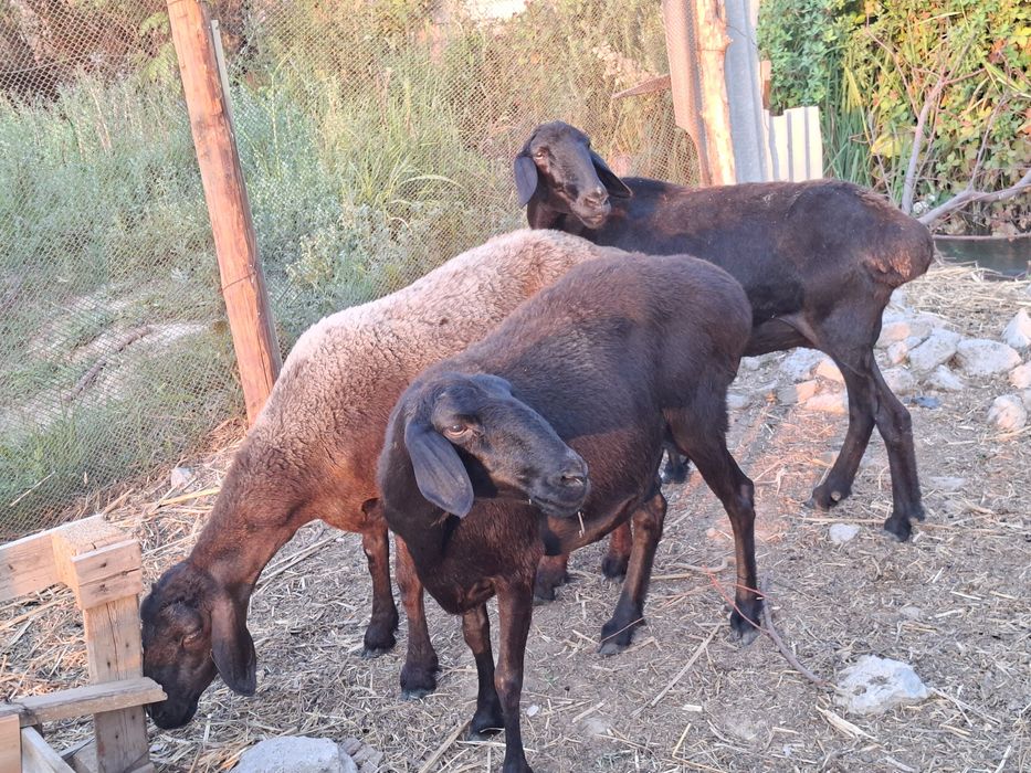 4 ta qo'y sotiladi.