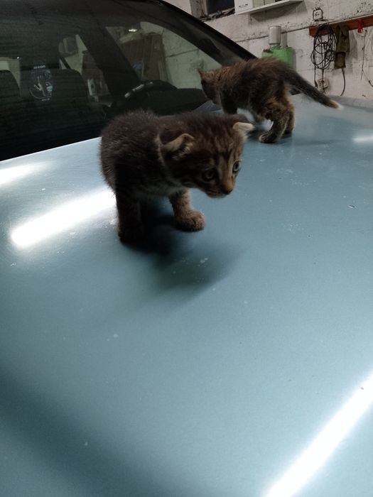 Дарю котят 2 месяцев