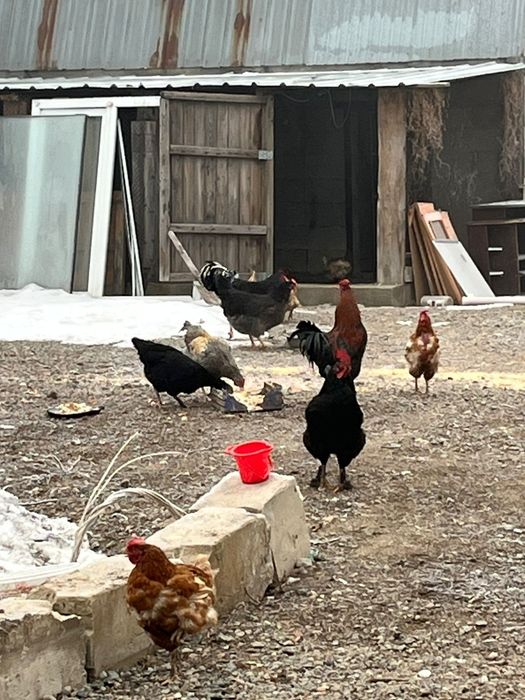 Әтештер сатылады