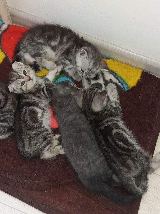 Продам шотландских котят.