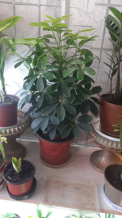 .фикусы юкка шефлера