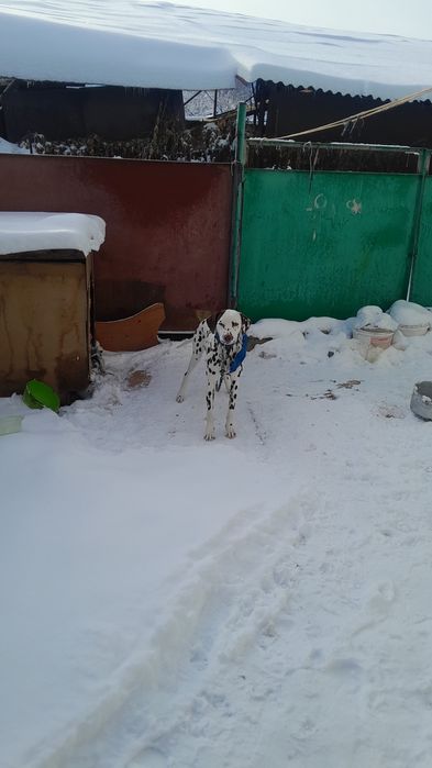 Отдам даром бесплатно