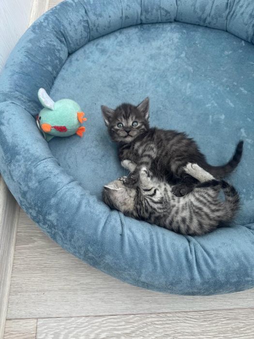 Продаются британские котята