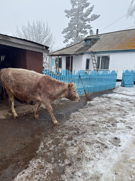 Продается тёлка .