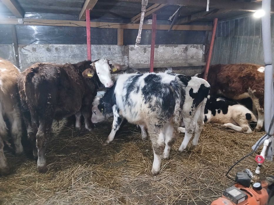 De vânzare 6 viței