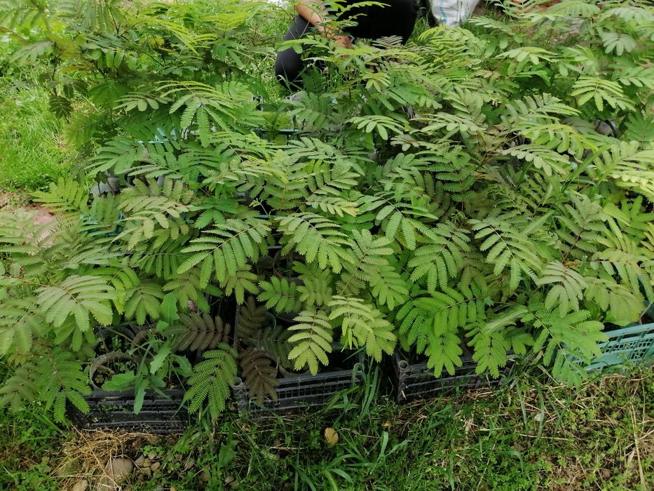 Arbori de mătase, catalpa, pawluonia