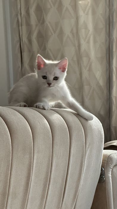 продам двух домашних кошечек в добрые руки