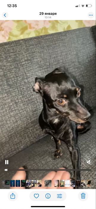 Красавица пинчер ищет жениха