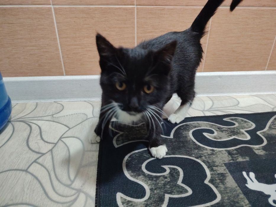 Котенок девочка ищет дом