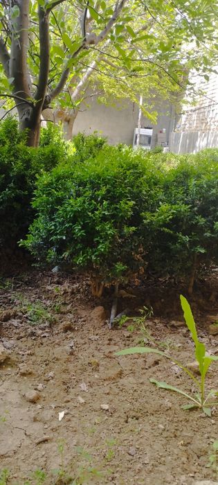 5 yillik shamshod kochatlari