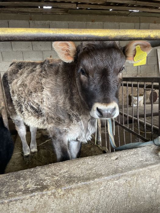 Бузау Телонок 4 айлык ургашы