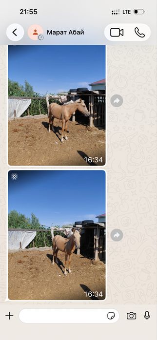 Продается жеребец 2 года