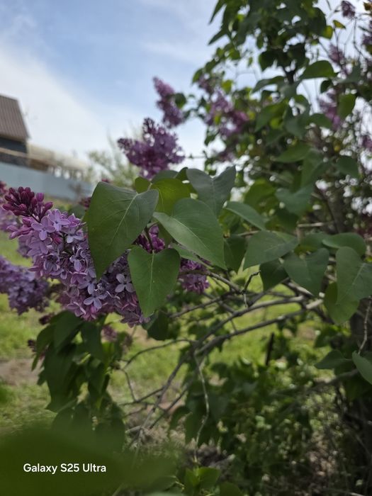 Есть сирень и ландыши в наличии