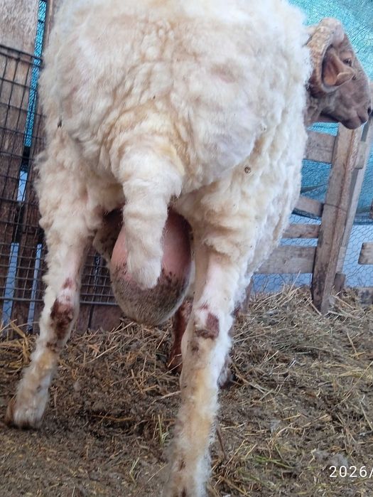 Awassi pentru prăsilă