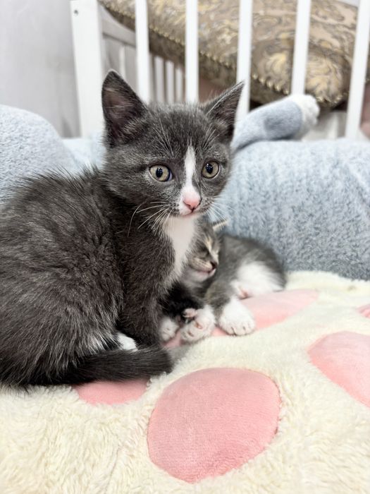 Котята в добрые руки!