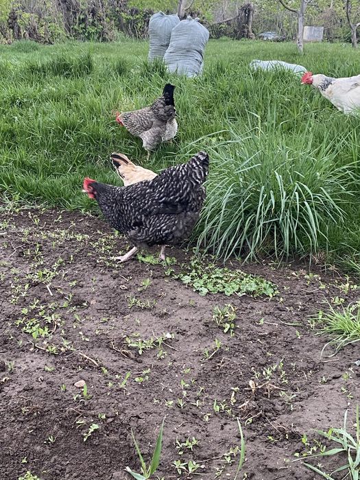 Продам куры хорошие