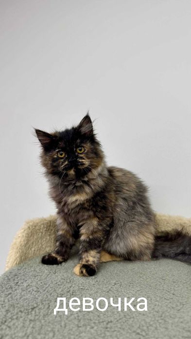 Пристраивается котенок 3, 5 месяца