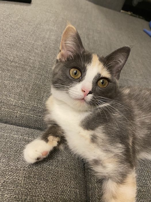 Отдам котенка девочку в добрые руки!