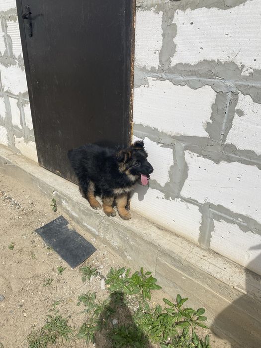 Немецкая овчарка