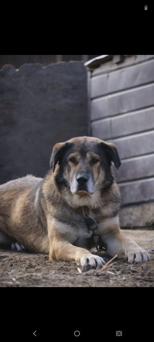 ПорОдиСтыЕ соБаЧки в приюте