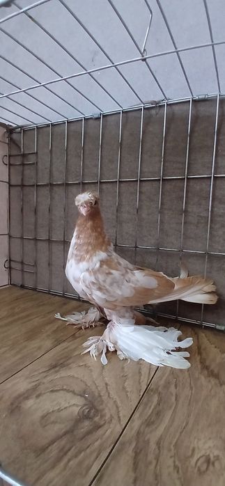 Гульбадам молодой