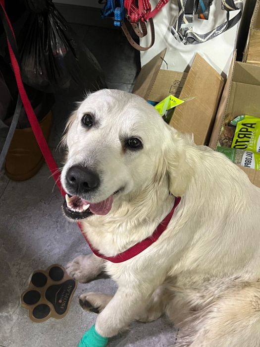 Найдена собака лабродор ретривера