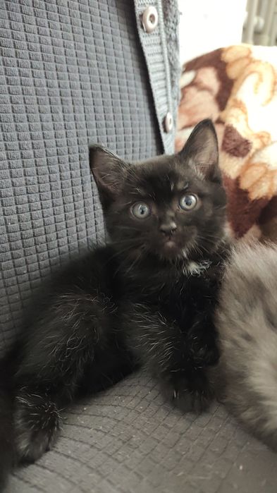 Отдам Котят бесплатно