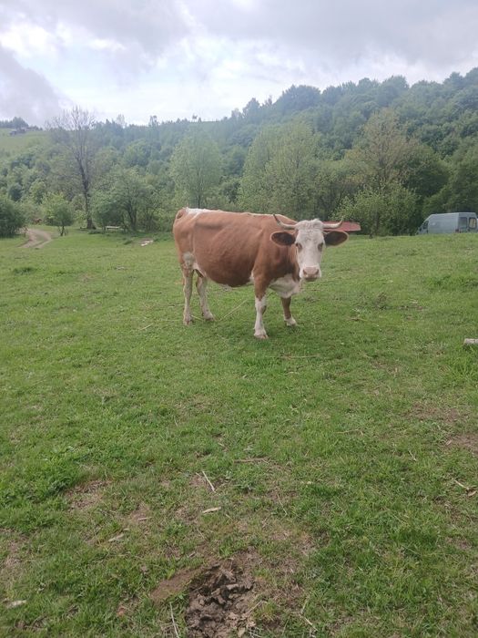 De vanzare vaci cu lapte