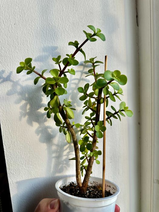 Портулакария афра