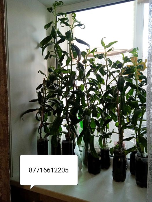 Каланхоэ лечебный