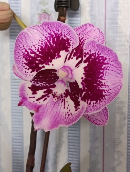 Продам орхидею  Phal. Miki Pink King