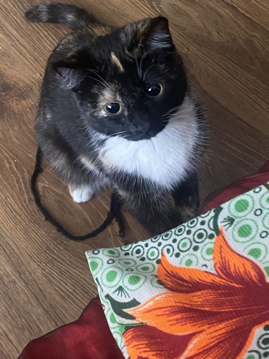 Отдам кошку в добрые руки