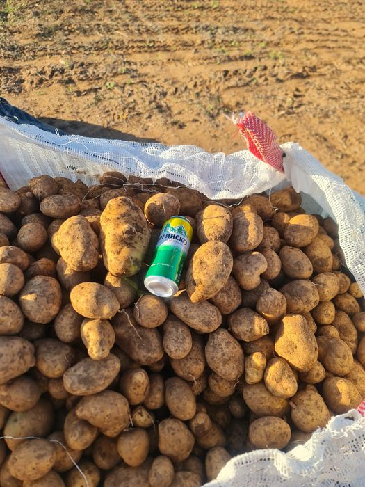 Картофи за посев сорт Вега