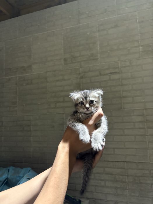 Вислоухий котенок (метис)