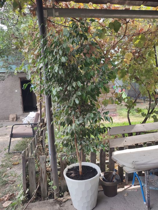 Срочно продам дерево Бенжамин