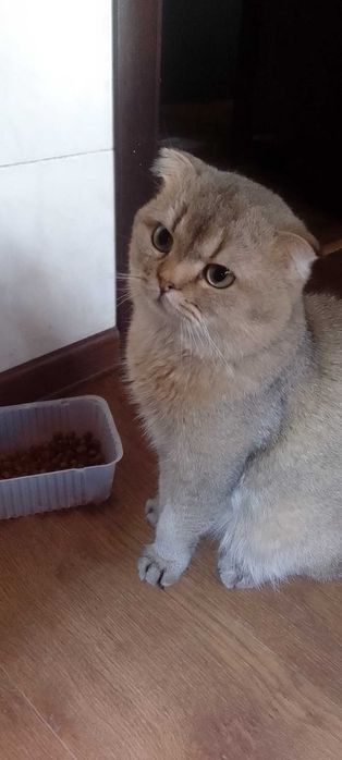 Вязка. Скоттиш фолд. Документы.