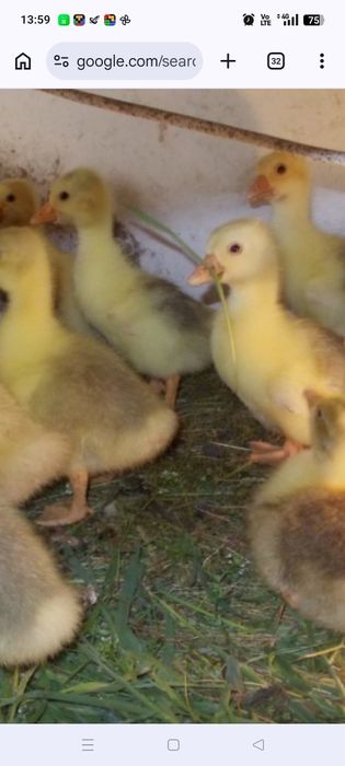 Продается гусята