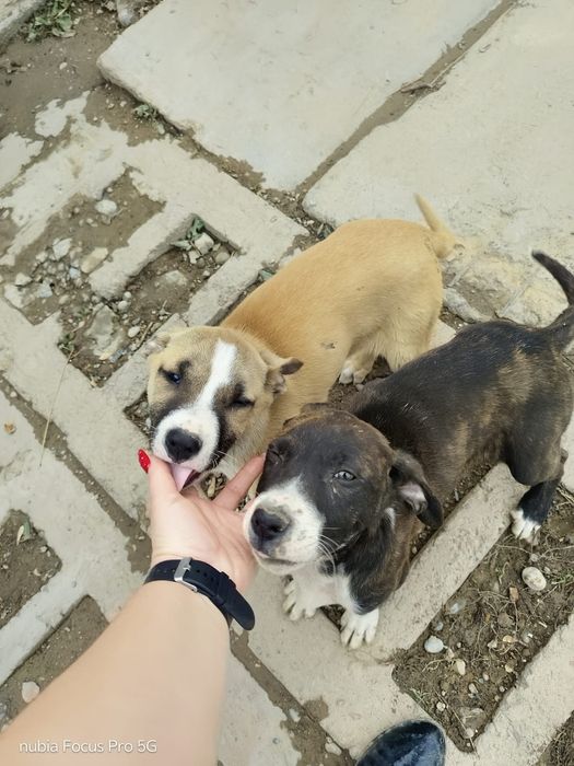 Щенки стаффорда продам